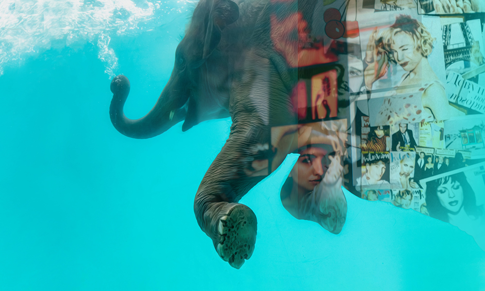 Story image for Swimming with Elephants by Story image for Swimming with Elephants by