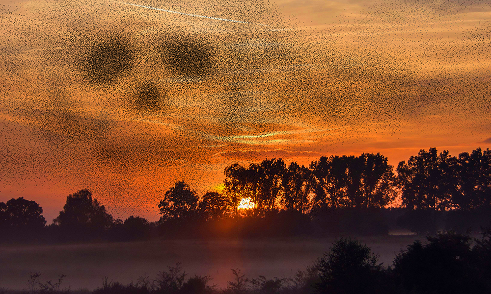 Story image for Murmurations by Story image for Murmurations by